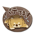 柴犬さん 2025「とにかく暑い！」（個別スタンプ：20）