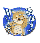 柴犬さん 2025「とにかく暑い！」（個別スタンプ：24）