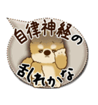 柴犬さん 2025「とにかく暑い！」（個別スタンプ：35）