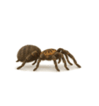 タランチュラ大集合（個別スタンプ：32）