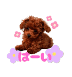 ぽやぽやテト（個別スタンプ：1）