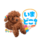 ぽやぽやテト（個別スタンプ：40）