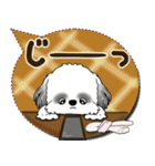 B＆W シーズー犬 2025 「親」（個別スタンプ：31）