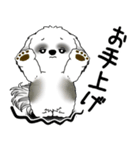 B＆W シーズー犬 2025 「文句と心の声」（個別スタンプ：23）