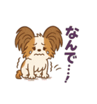 ふわもこパピヨンのやさしいきもち（個別スタンプ：34）