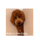 むっくスタンプー（個別スタンプ：6）