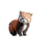 レッサーパンダ E（個別スタンプ：1）