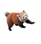 レッサーパンダ E（個別スタンプ：3）