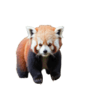 レッサーパンダ E（個別スタンプ：4）
