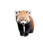 レッサーパンダ E（個別スタンプ：5）