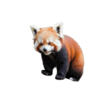 レッサーパンダ E（個別スタンプ：6）