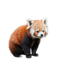 レッサーパンダ E（個別スタンプ：7）