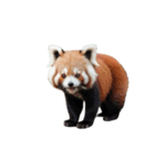 レッサーパンダ E（個別スタンプ：9）