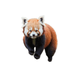 レッサーパンダ E（個別スタンプ：10）