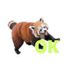 レッサーパンダ E（個別スタンプ：31）