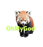 レッサーパンダ E（個別スタンプ：32）