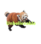 レッサーパンダ E（個別スタンプ：37）