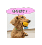 もふもふ♡ミニチュアダックスの毎日（個別スタンプ：2）