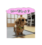 もふもふ♡ミニチュアダックスの毎日（個別スタンプ：4）