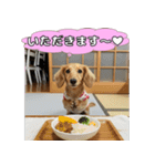 もふもふ♡ミニチュアダックスの毎日（個別スタンプ：7）