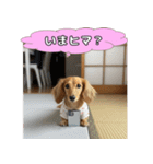 もふもふ♡ミニチュアダックスの毎日（個別スタンプ：10）