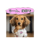 もふもふ♡ミニチュアダックスの毎日（個別スタンプ：13）