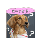 もふもふ♡ミニチュアダックスの毎日（個別スタンプ：15）