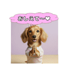 もふもふ♡ミニチュアダックスの毎日（個別スタンプ：18）