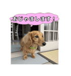 もふもふ♡ミニチュアダックスの毎日（個別スタンプ：19）