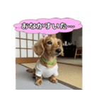 もふもふ♡ミニチュアダックスの毎日（個別スタンプ：21）