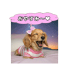 もふもふ♡ミニチュアダックスの毎日（個別スタンプ：24）