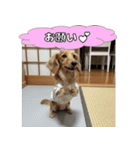 もふもふ♡ミニチュアダックスの毎日（個別スタンプ：25）