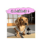 もふもふ♡ミニチュアダックスの毎日（個別スタンプ：30）