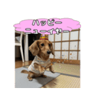 もふもふ♡ミニチュアダックスの毎日（個別スタンプ：32）