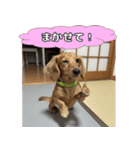もふもふ♡ミニチュアダックスの毎日（個別スタンプ：35）