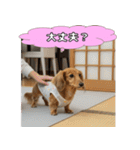 もふもふ♡ミニチュアダックスの毎日（個別スタンプ：38）