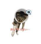 うちの猫の挨拶♡（個別スタンプ：1）