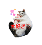 うちの猫の挨拶♡（個別スタンプ：2）