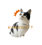 うちの猫の挨拶♡（個別スタンプ：3）