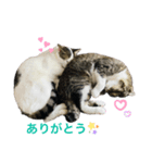 うちの猫の挨拶♡（個別スタンプ：4）