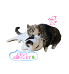 うちの猫の挨拶♡（個別スタンプ：5）