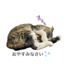 うちの猫の挨拶♡（個別スタンプ：6）