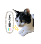 うちの猫の挨拶♡（個別スタンプ：7）