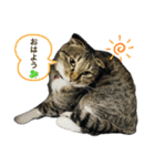 うちの猫の挨拶♡（個別スタンプ：8）