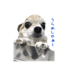 チワワのセレサ むむむ（個別スタンプ：8）