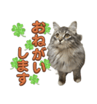 ルイの日常スタンプ♪♪（個別スタンプ：5）