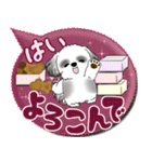 B＆Wシーズー犬 「毎日送りやすい」でか文字（個別スタンプ：4）