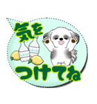 B＆Wシーズー犬 「毎日送りやすい」でか文字（個別スタンプ：10）