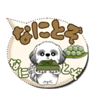 B＆Wシーズー犬 「毎日送りやすい」でか文字（個別スタンプ：23）