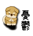 柴犬 2025 「文句と心の声」（個別スタンプ：20）